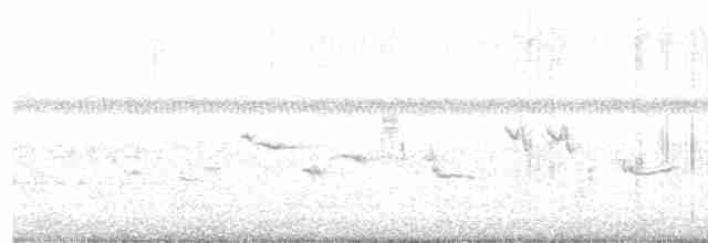 Oriole des vergers - ML592464821