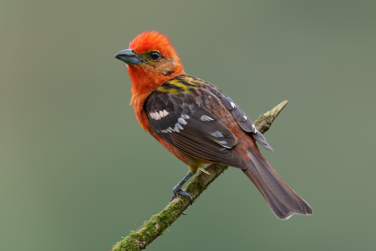 Flame-colored Tanager - ML592475421