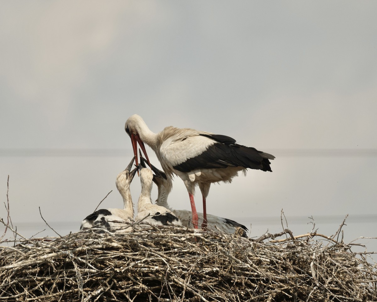 White Stork - ML592479301