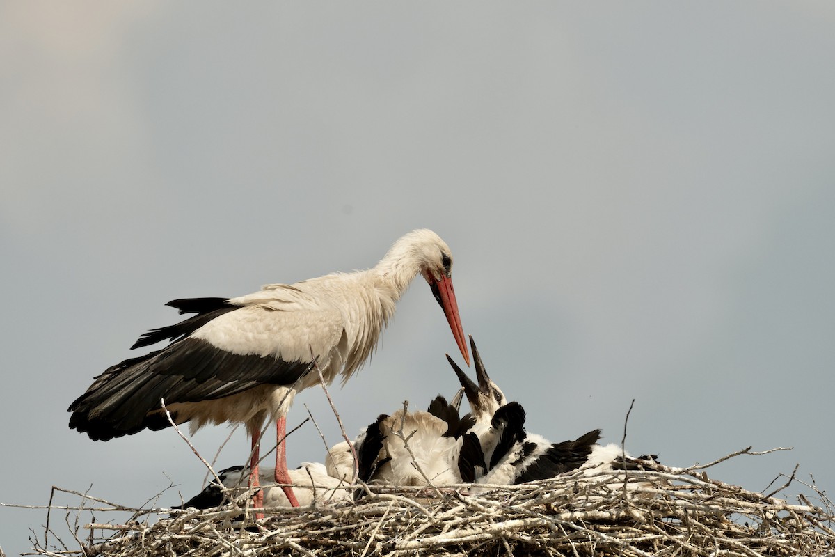 White Stork - ML592479321