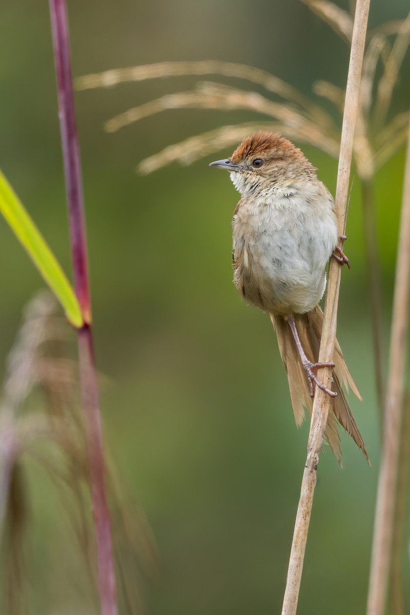 Papuan Grassbird - Dubi Shapiro