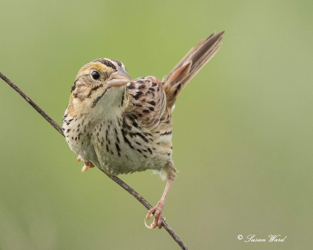 Henslow's Sparrow - Susan Logan Ward