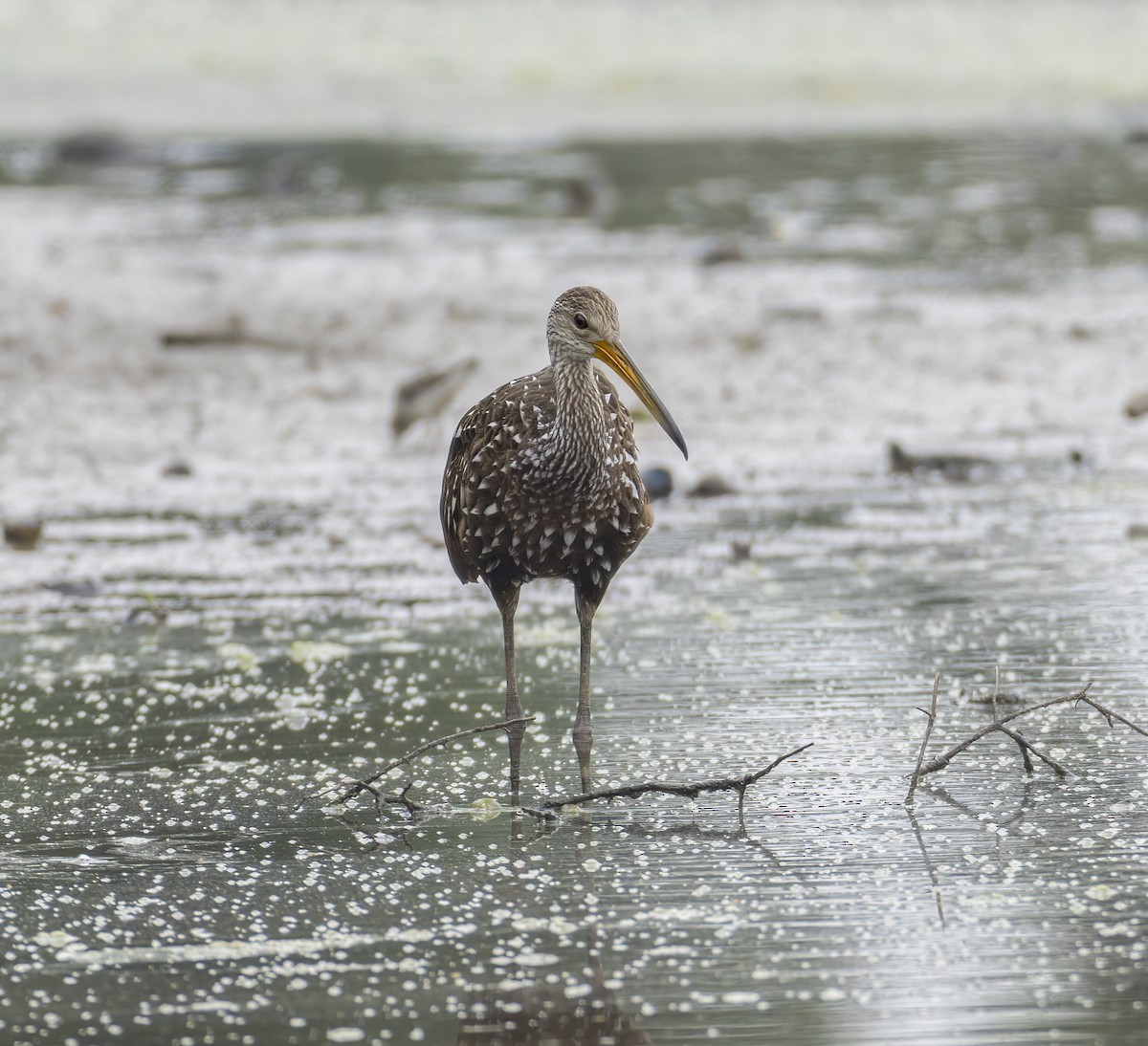 Ebird Checklist Jul Middle Creek Wma Iba Lancaster Co