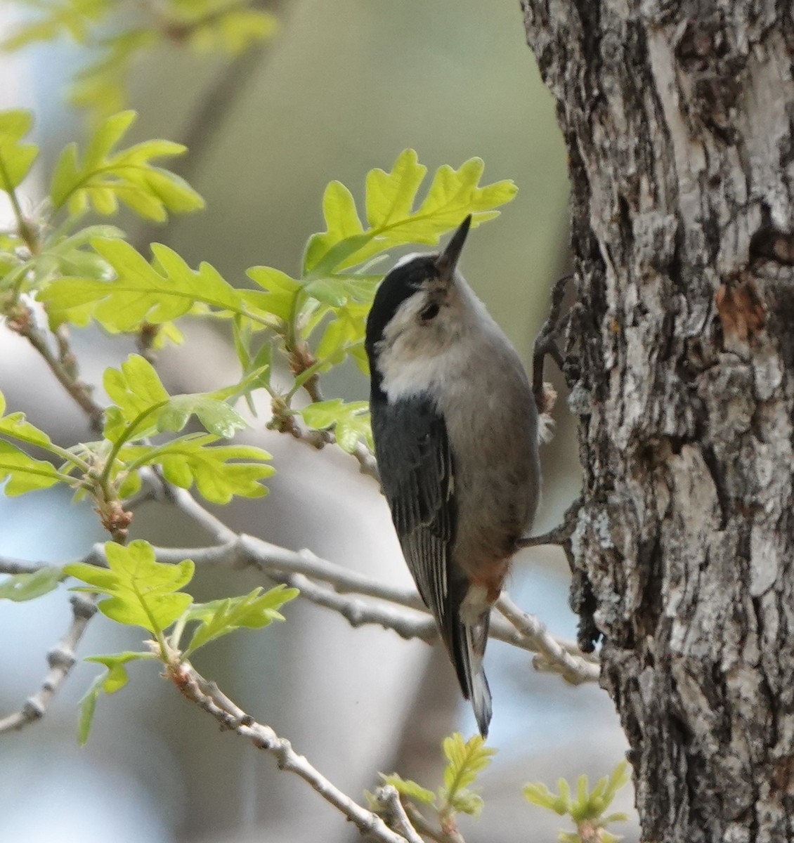 White-breasted Nuthatch - ML592484991