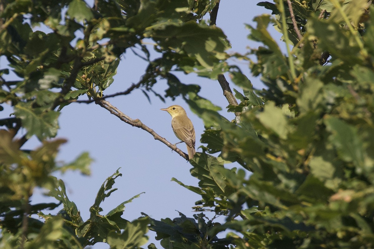 Melodious Warbler - ML592485631