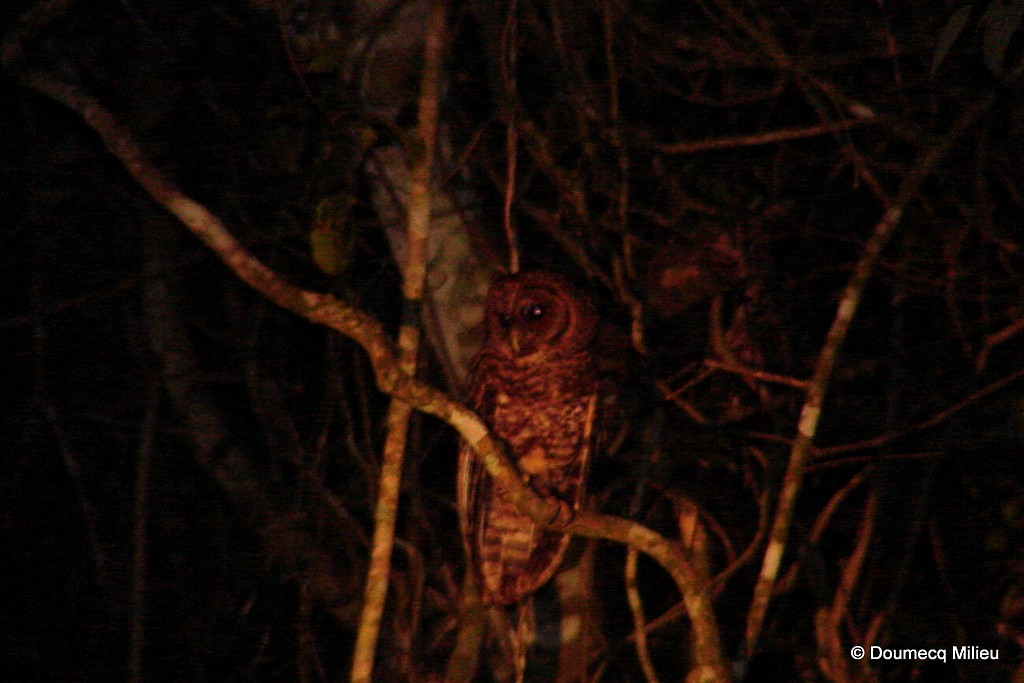 Rusty-barred Owl - ML59249101
