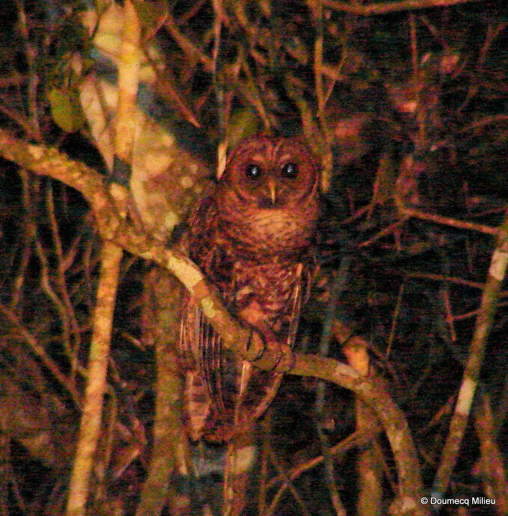 Rusty-barred Owl - ML59249251