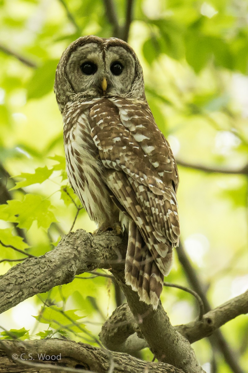 Barred Owl - Chris S. Wood