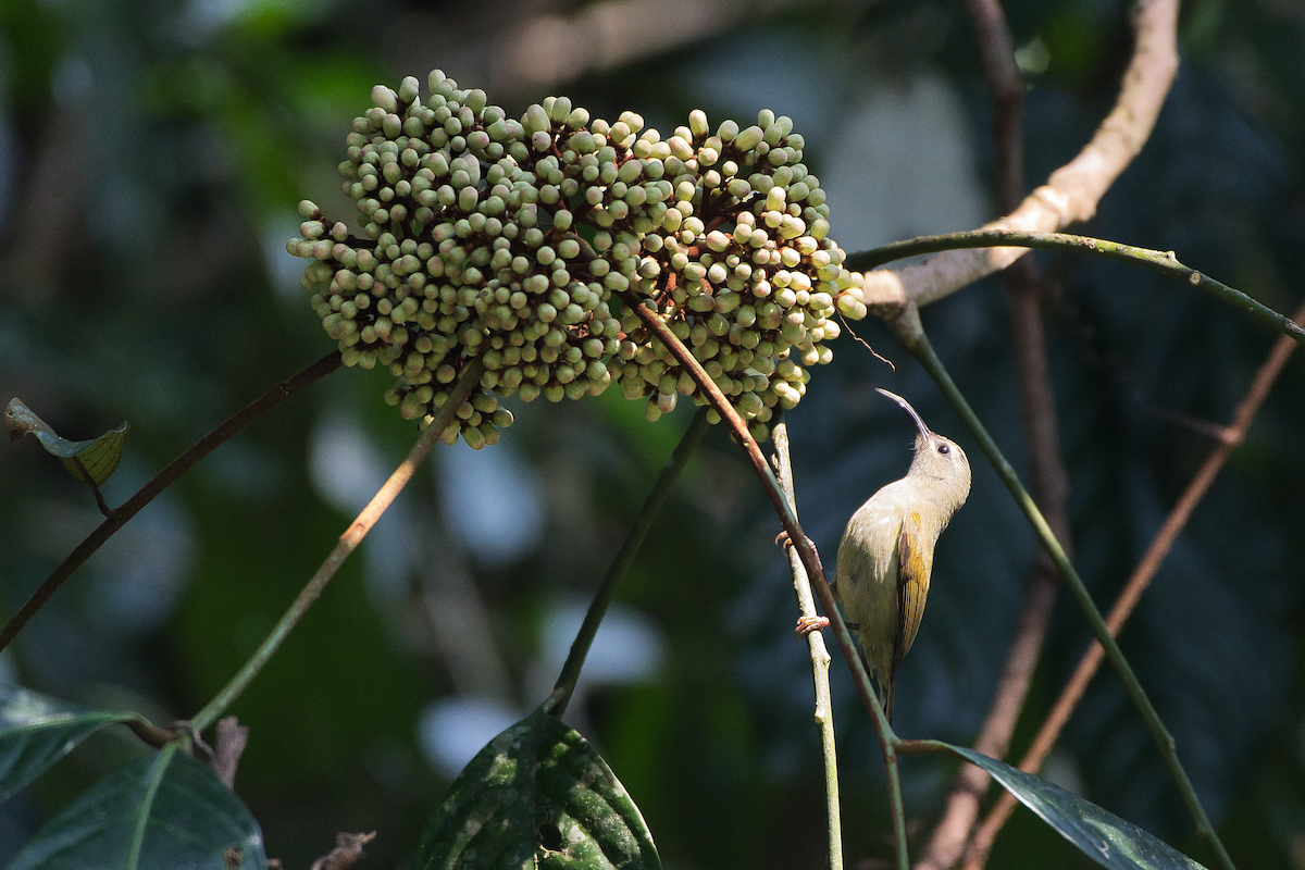 Green-tailed Sunbird - ML592496811
