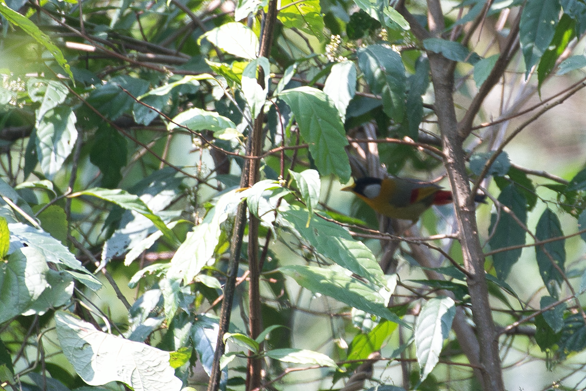 Silver-eared Mesia - Anup Chavda