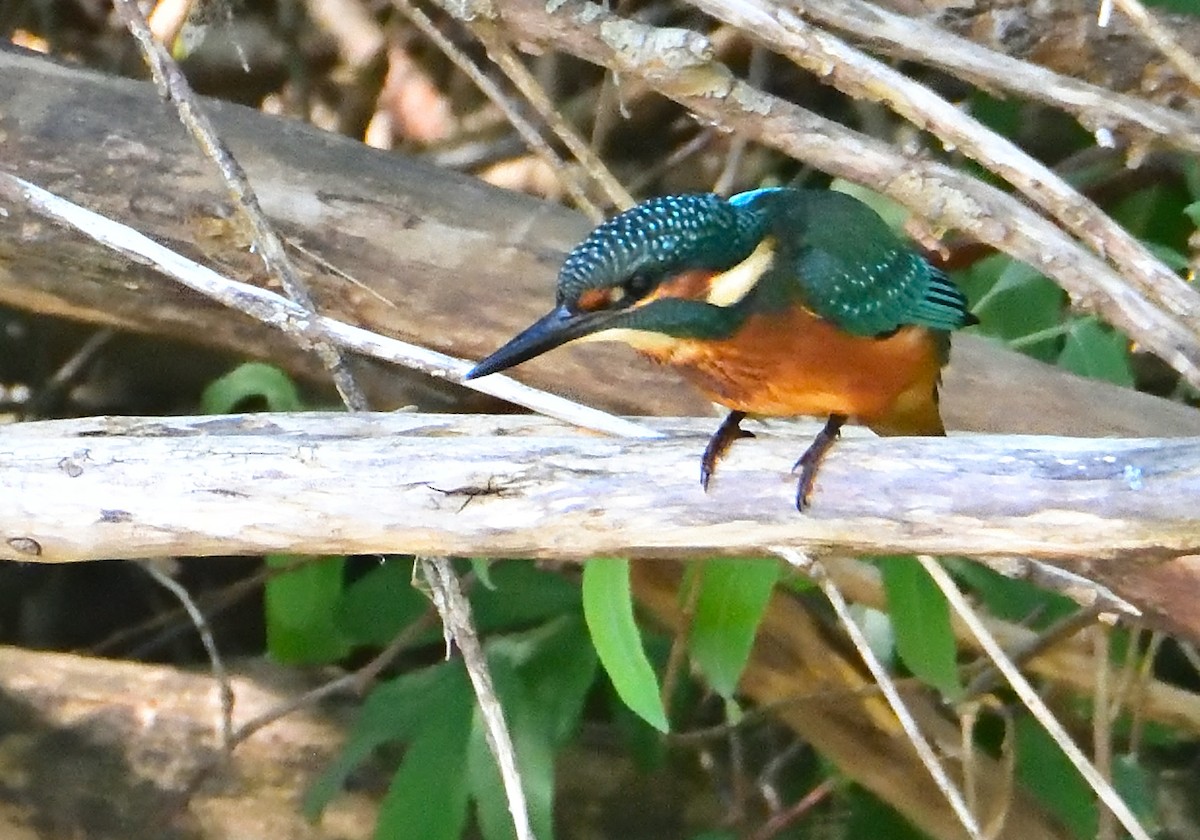 Common Kingfisher - ML592499081
