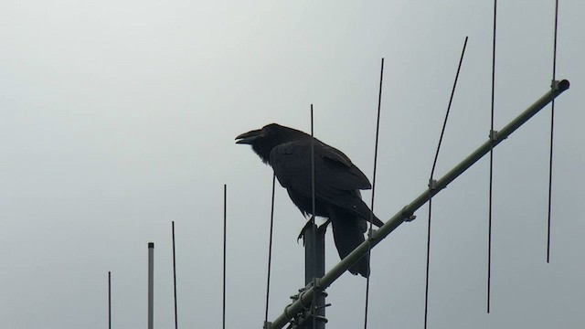 Common Raven - ML592499781