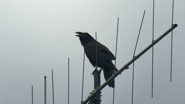 Common Raven - ML592499791