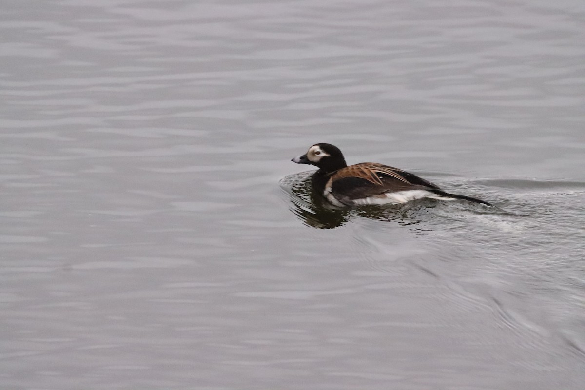Long-tailed Duck - ML592500751