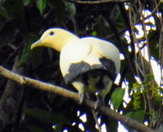 Yellowish Imperial-Pigeon - ML592501711