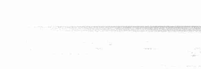 Carouge à épaulettes (groupe phoeniceus) - ML592502341