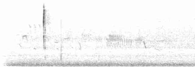 Приморская овсянка-барсучок (maritima/macgillivraii) - ML592502741