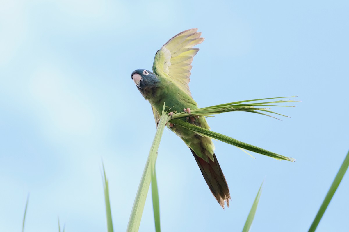 Blue-crowned Parakeet - ML592504881