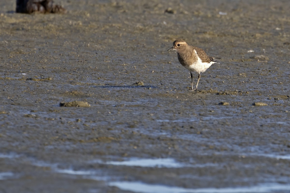 Rufous-chested Dotterel - ML592506311