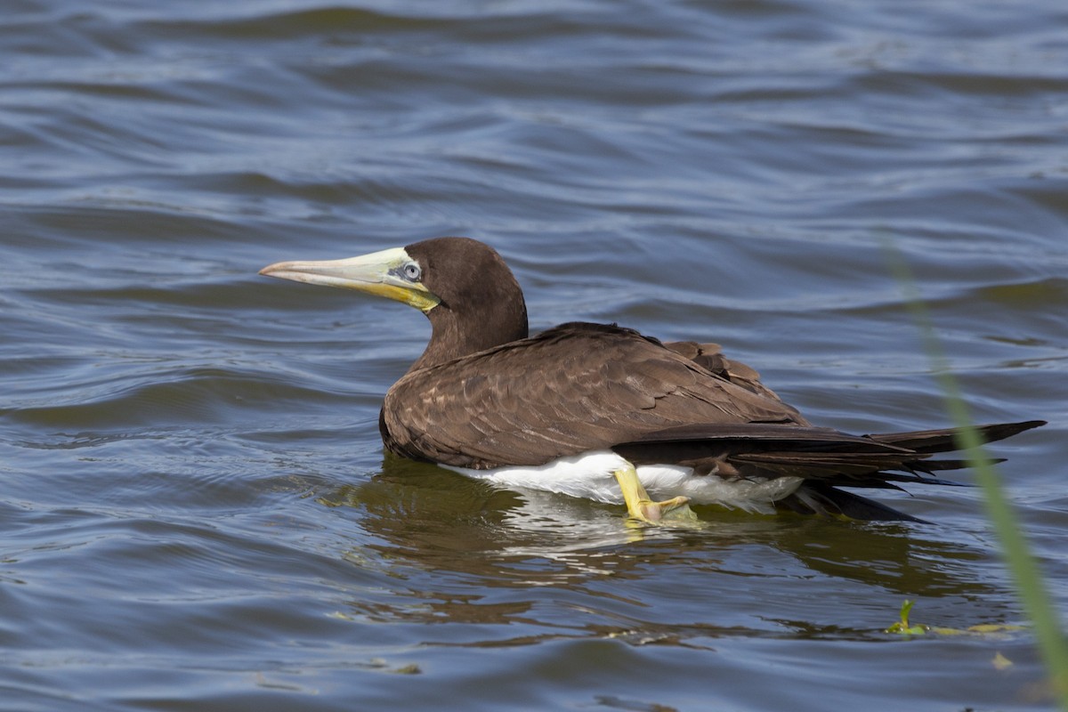 Brown Booby - ML592506511