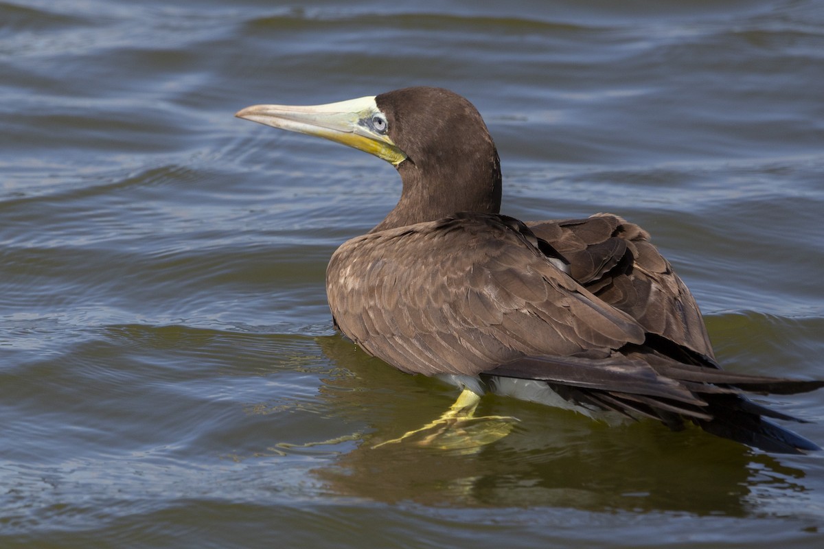 Brown Booby - ML592506531