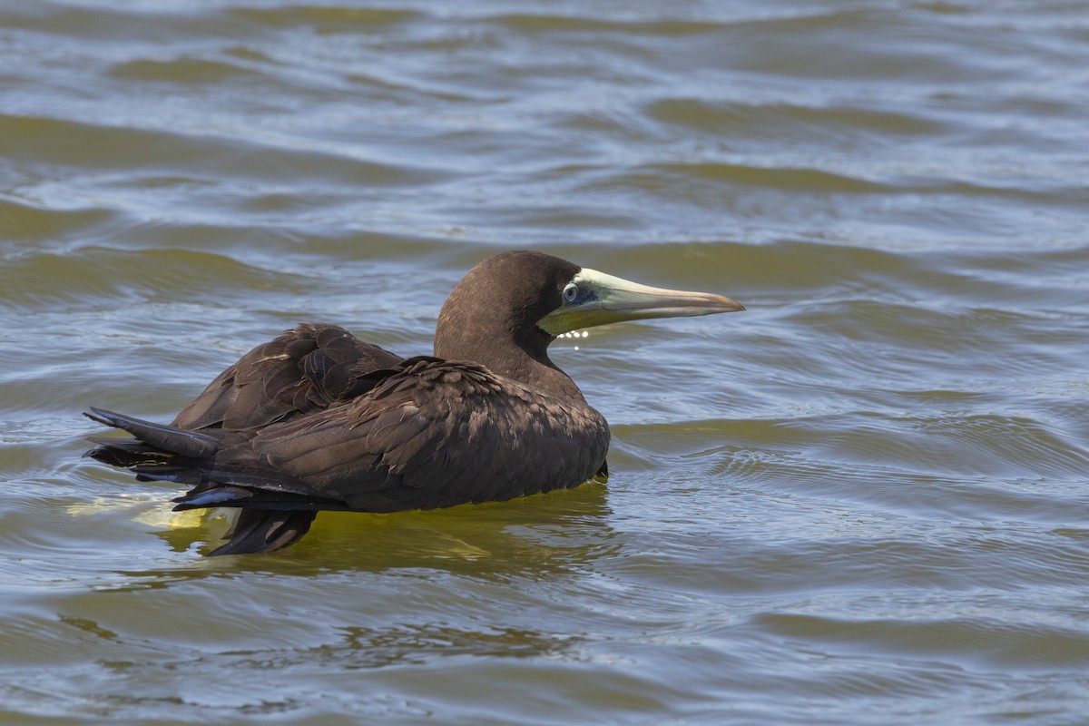 Brown Booby - ML592506551