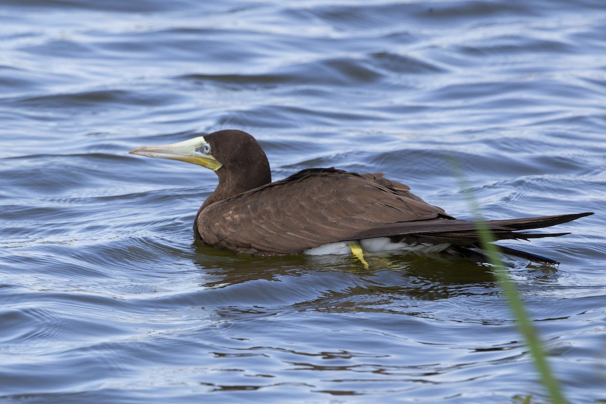 Brown Booby - ML592506561