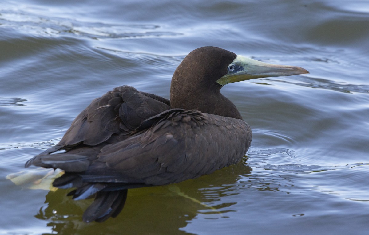 Brown Booby - ML592506581