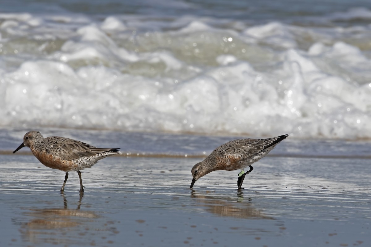 Red Knot - ML592506621
