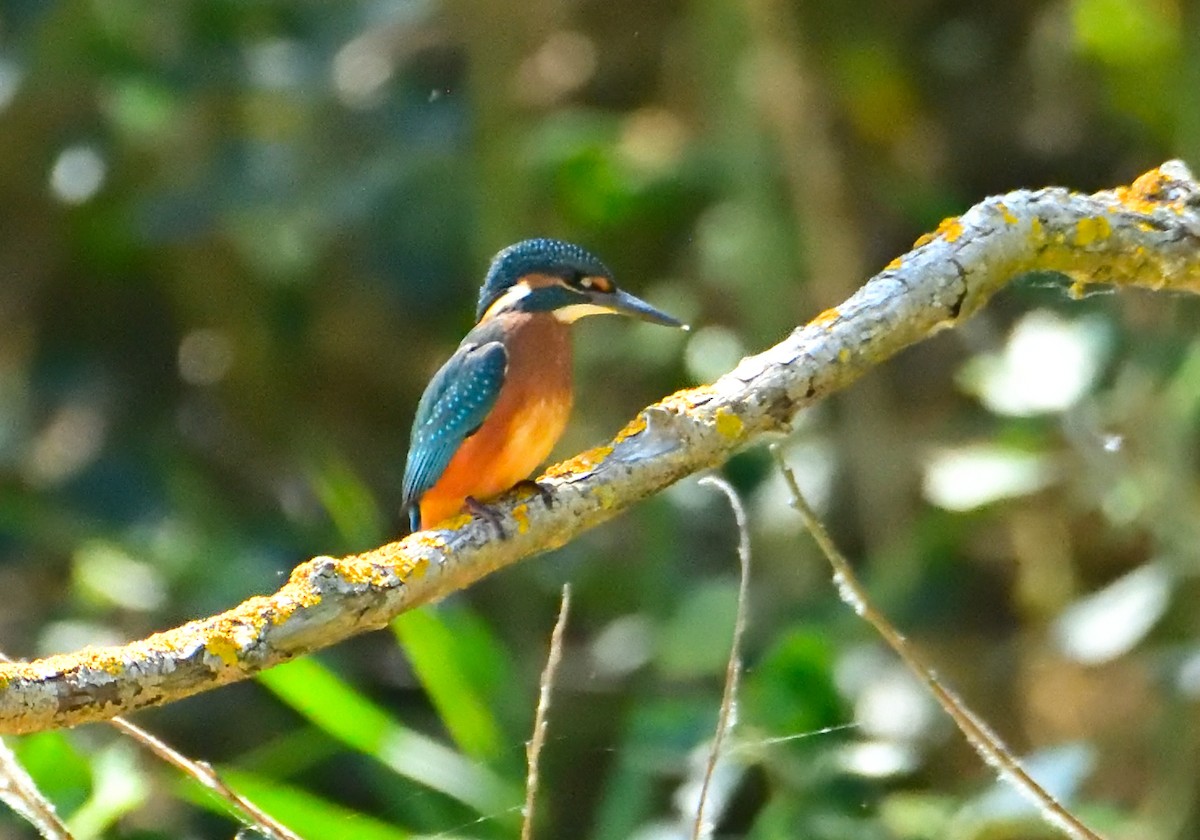 Common Kingfisher - ML592506981