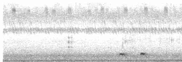Nubiennachtschwalbe - ML592508611
