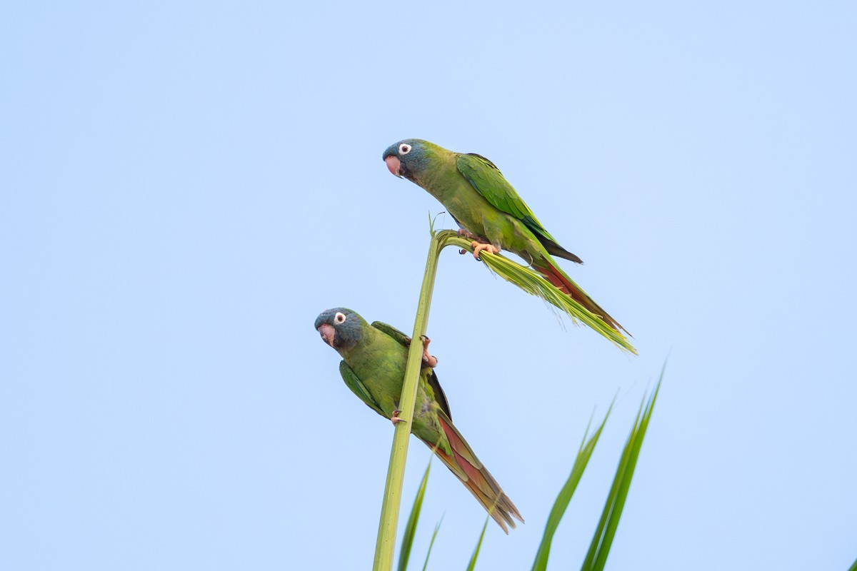Blue-crowned Parakeet - ML592513871