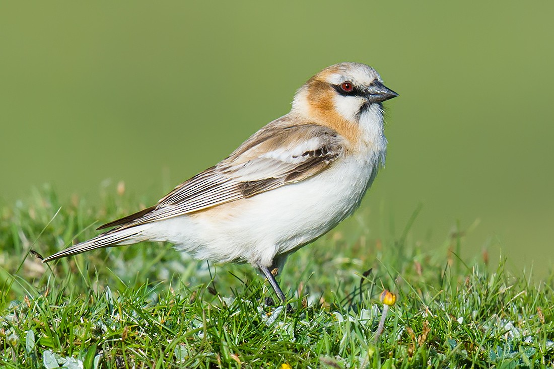 Rufous-necked Snowfinch - Craig Brelsford