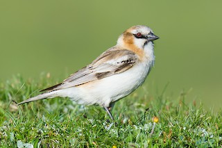  - Rufous-necked Snowfinch
