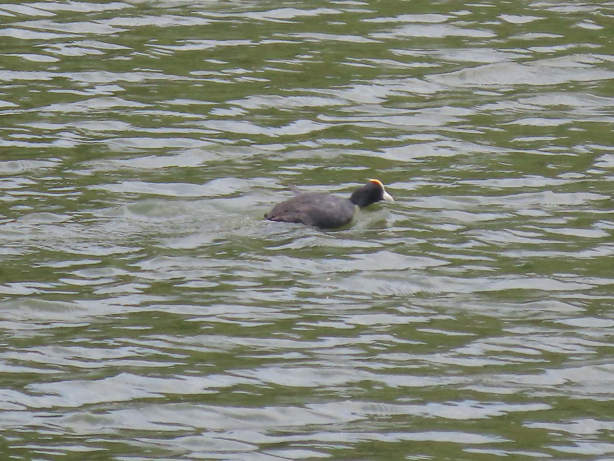 Red-knobbed Coot - ML592518881