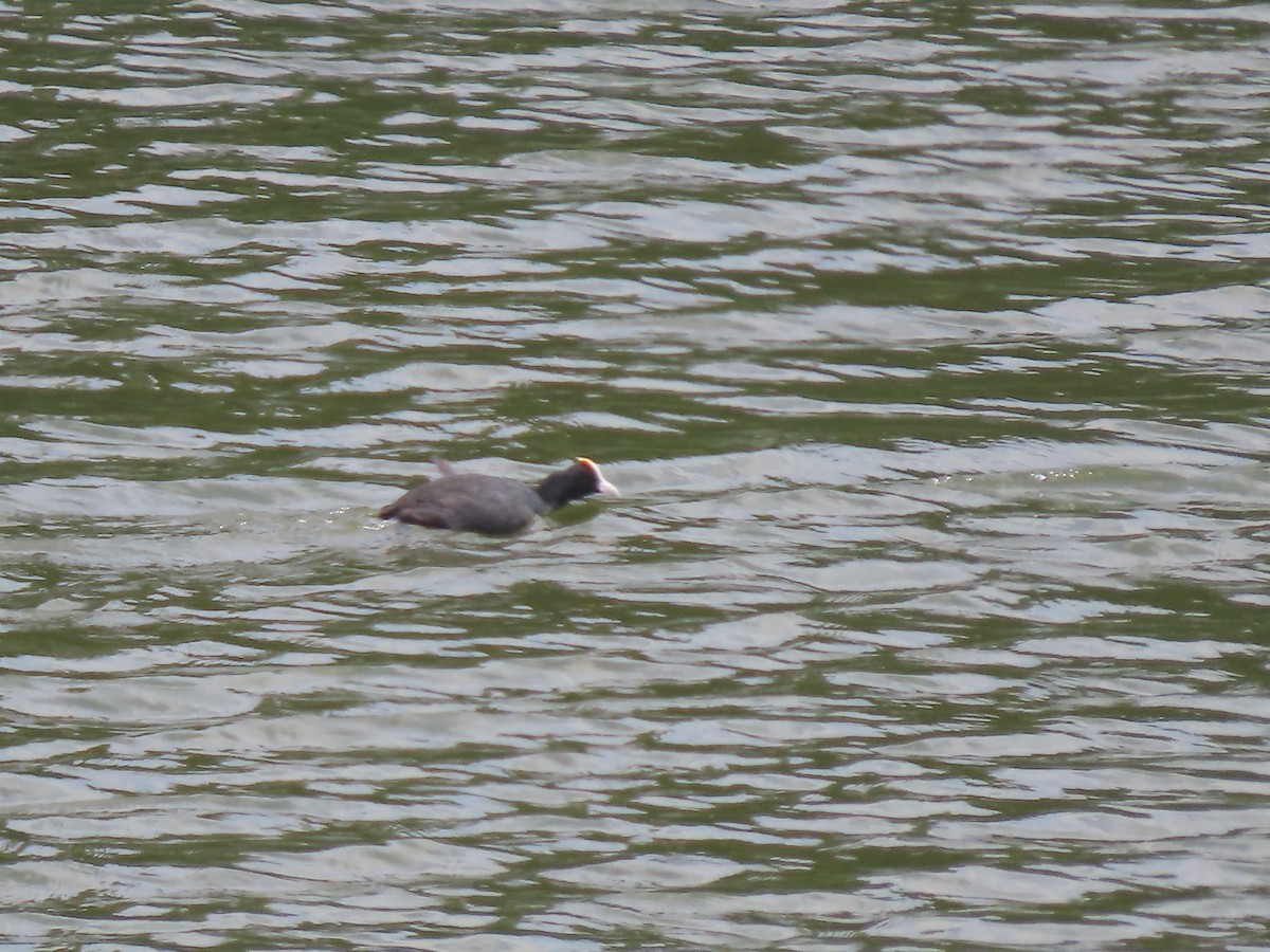 Red-knobbed Coot - ML592518911
