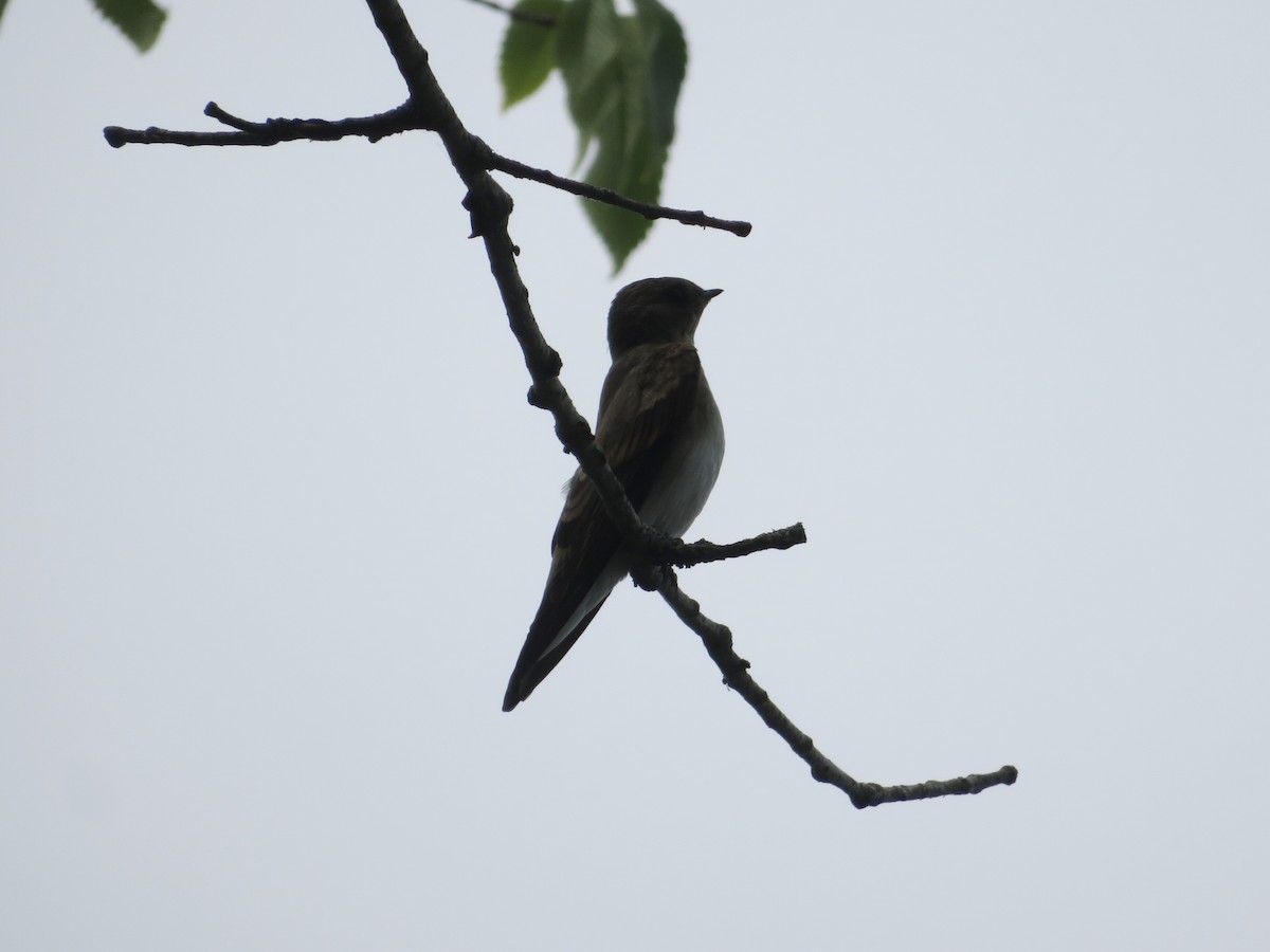Northern Rough-winged Swallow - Deb Caron