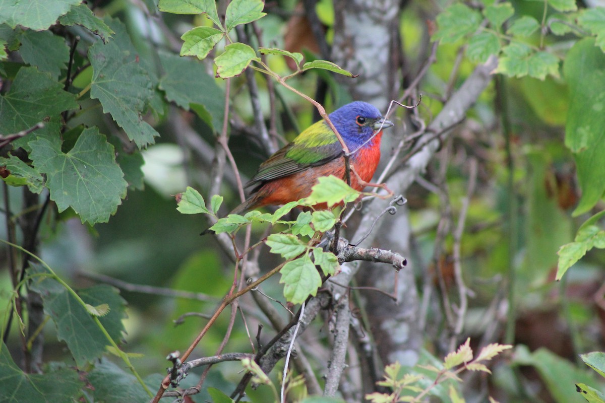 Painted Bunting - ML592525041