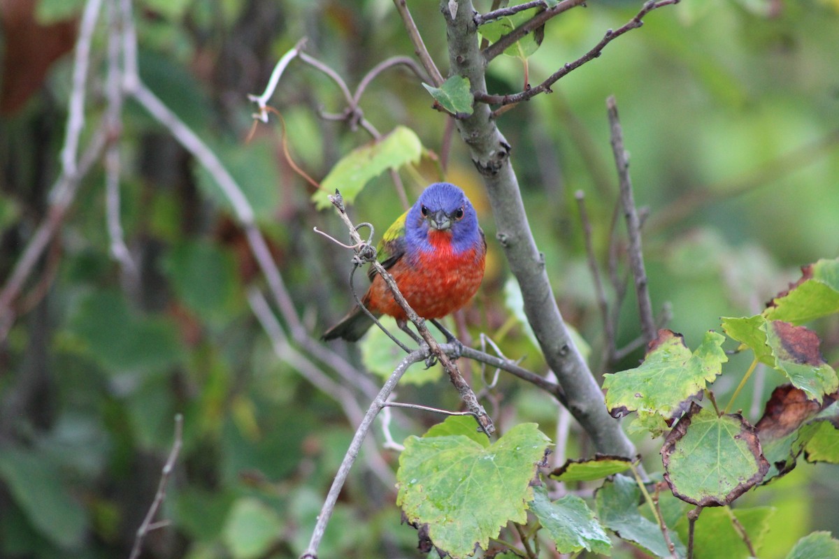 Painted Bunting - ML592525151