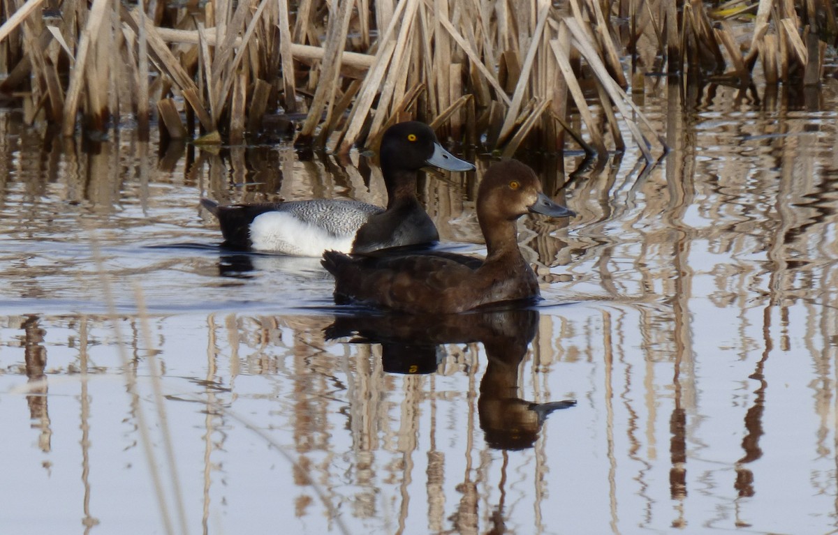 Lesser Scaup - Laurie Koepke