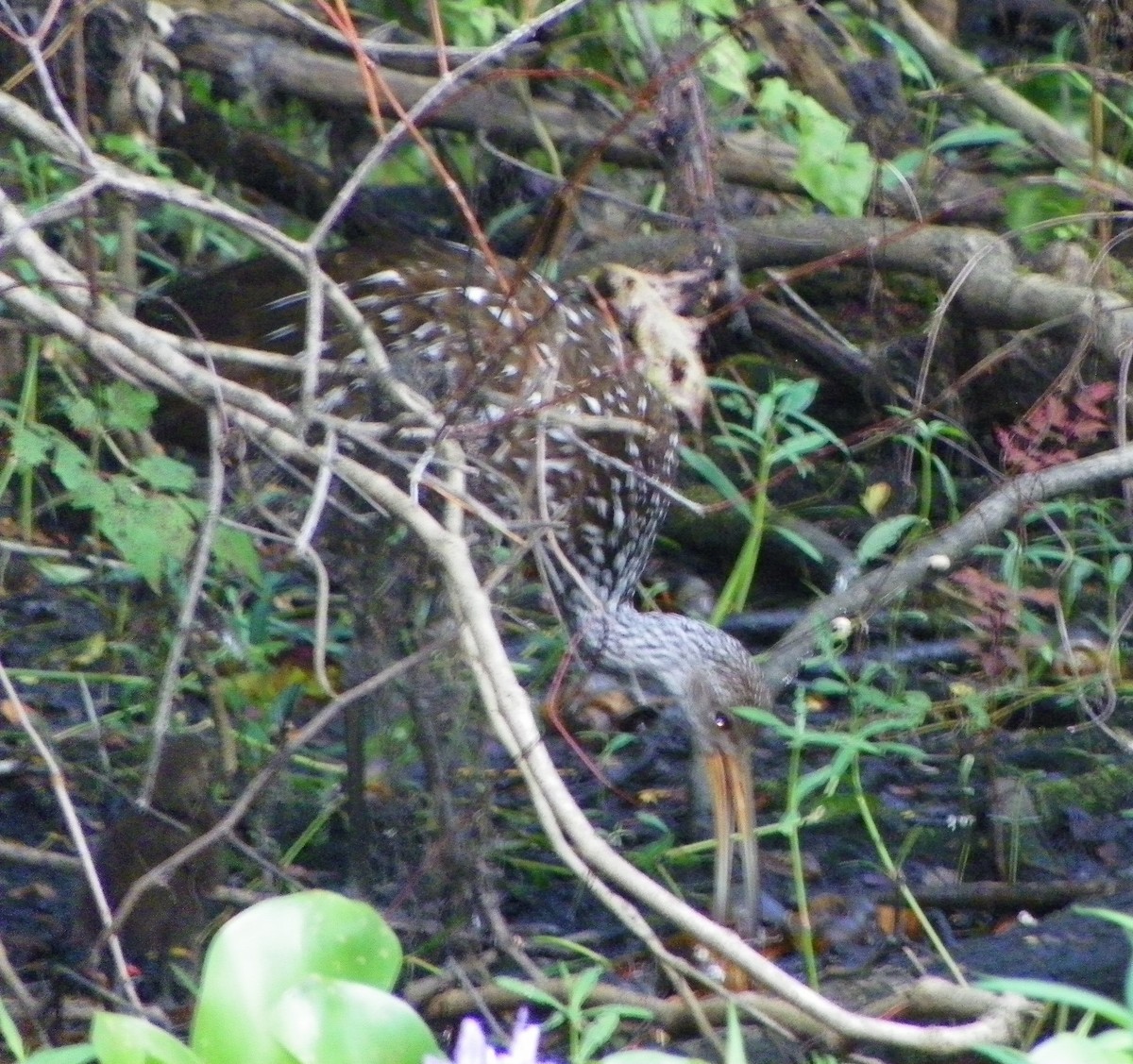 eBird Checklist 9 Jul 2023 Lettuce Lake County Park 18 species
