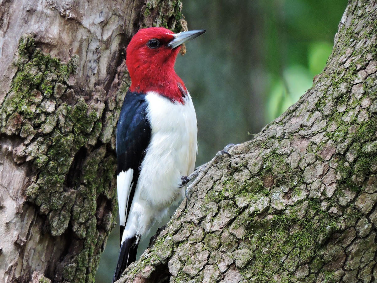 Red-headed Woodpecker - ML59253021
