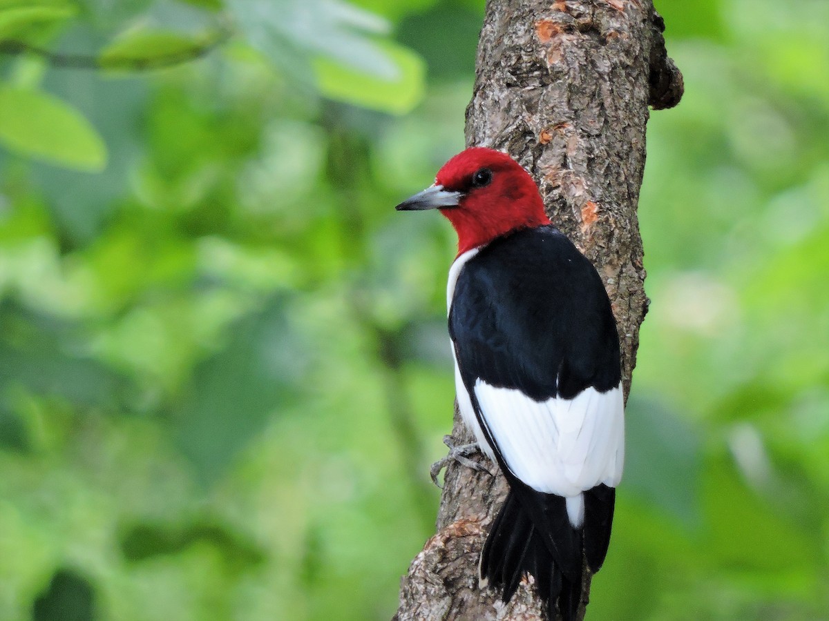 Red-headed Woodpecker - ML59253061