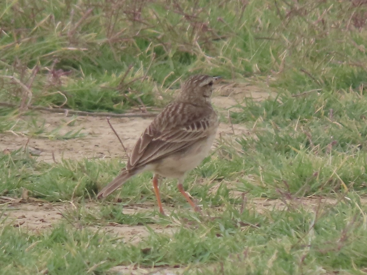 African Pipit - ML592531431