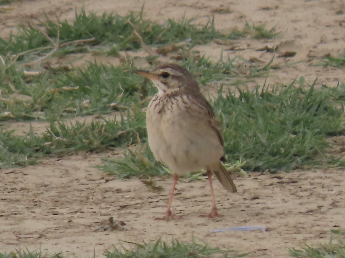 African Pipit - ML592531451
