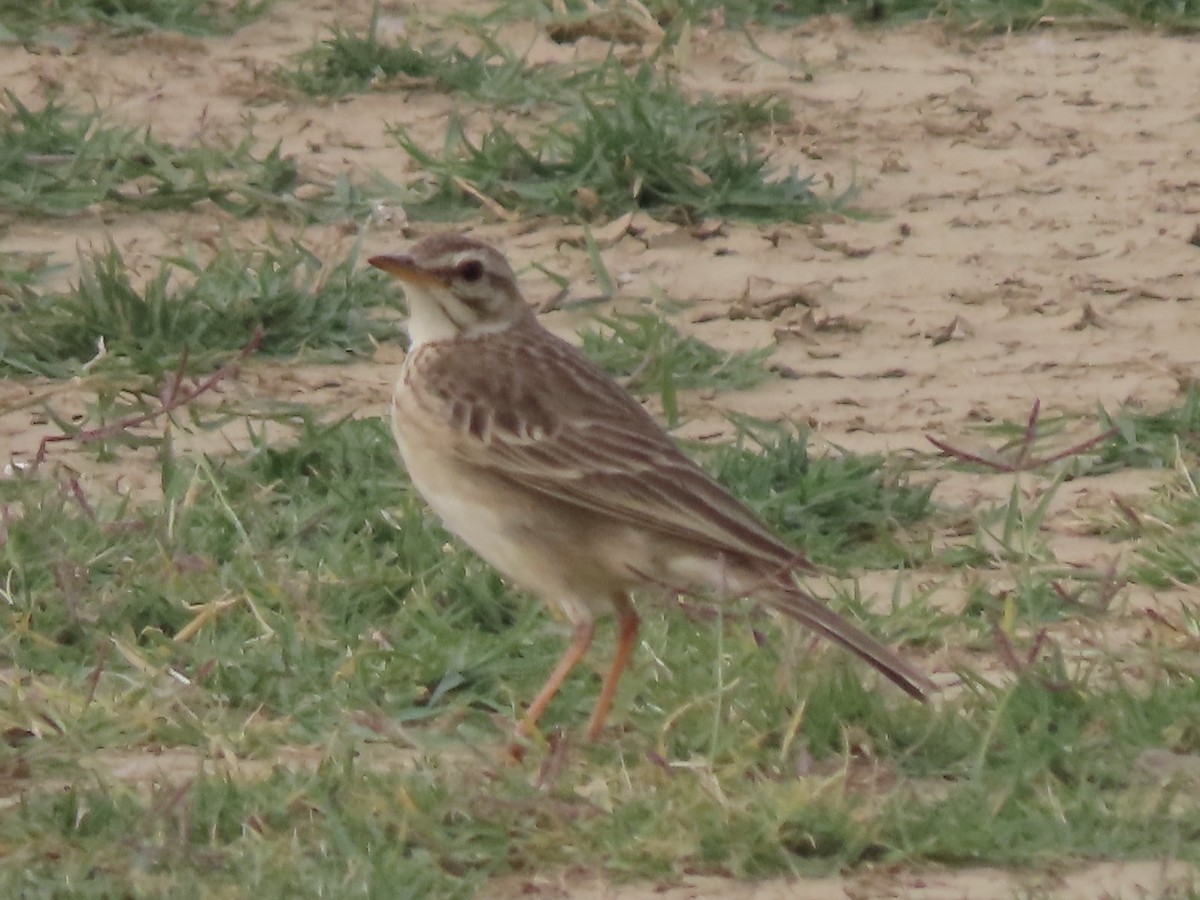 African Pipit - ML592531461