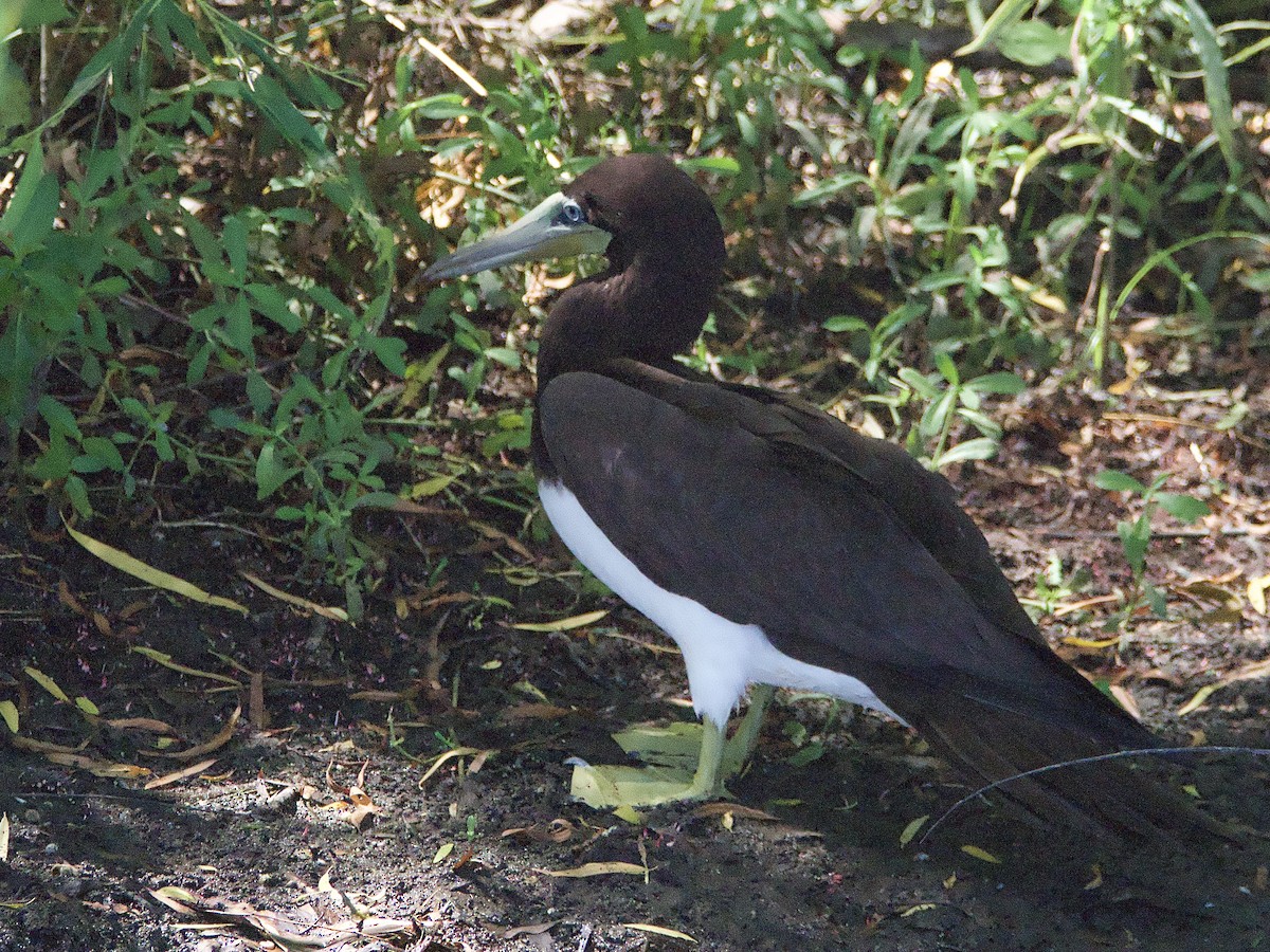 Brown Booby - ML592533701
