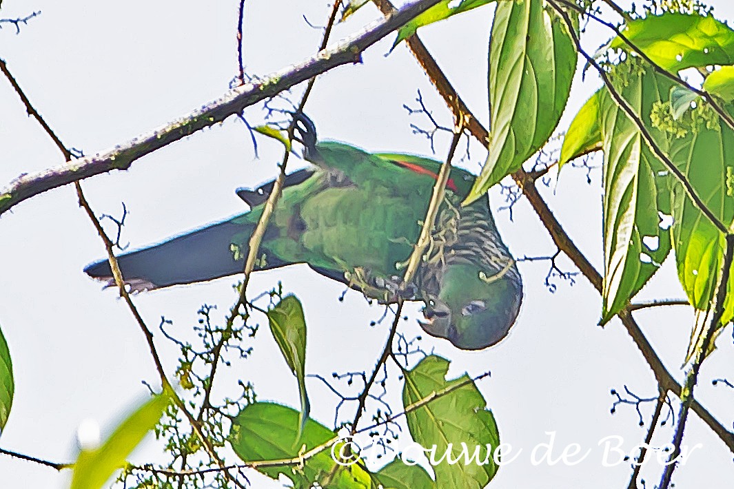 Maroon-tailed Parakeet (Choco) - ML592543311
