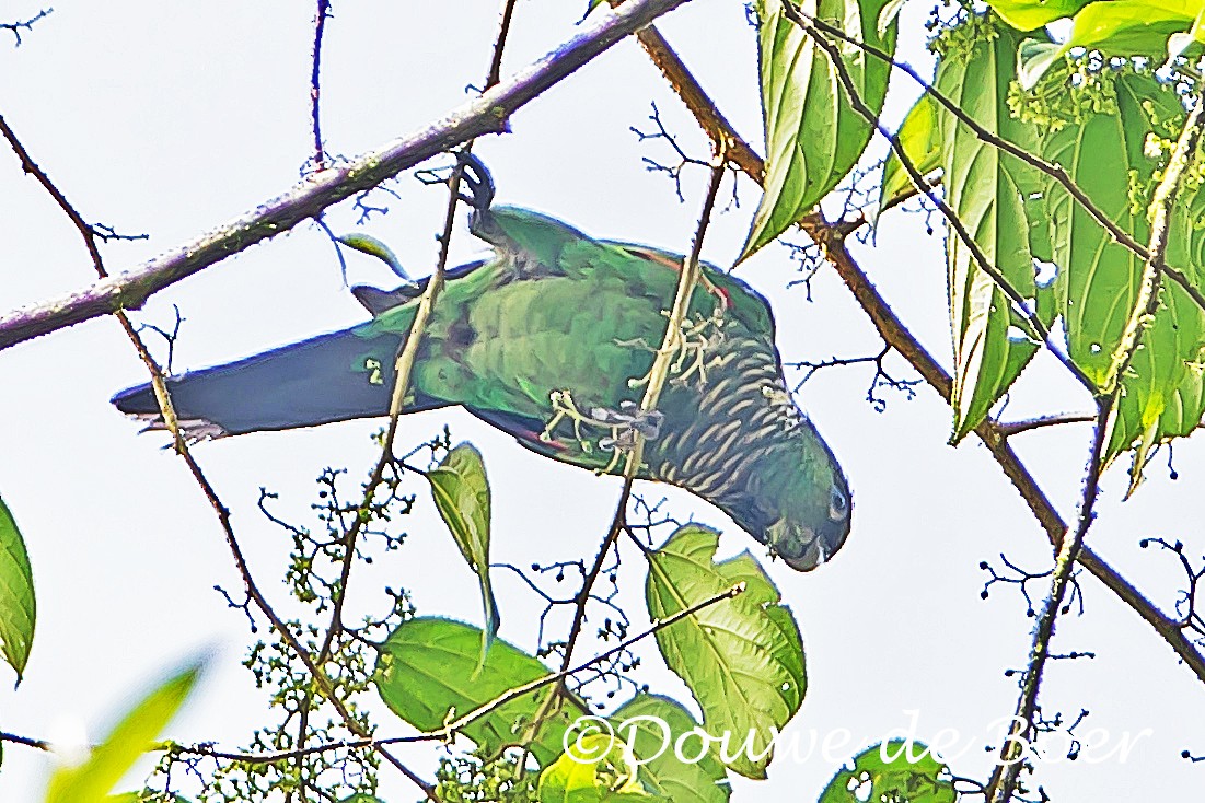 Maroon-tailed Parakeet (Choco) - Douwe de Boer