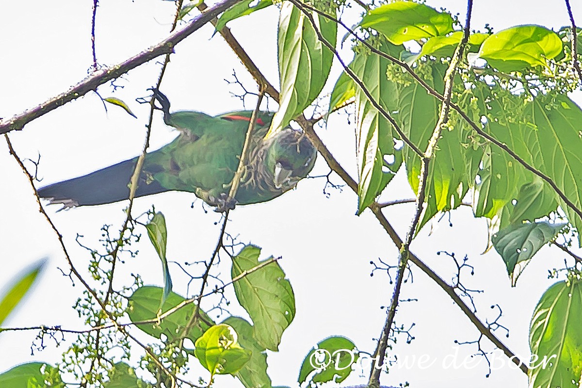 Maroon-tailed Parakeet (Choco) - ML592543331